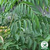 カレーリーフ 苗 【カレーリーフ （カレーツリー）】 3号ポット苗