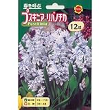 秋植え球根 プスキニア リバノチカ (484092)