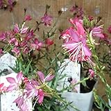 ガウラ （白蝶草）：パピヨンルージュ3.5号ポット 3株セット ノーブランド品