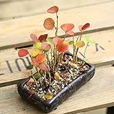 ミニ盆栽：ハマボウ*