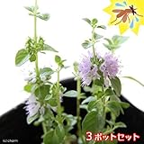 charm(チャーム) (観葉植物) ハーブ苗 ミント ペニーロイヤルミント 3号(3ポットセット) 虫除け植物