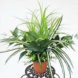 山久 シルクフラワーの「グラスとオリヅルランの鉢植え50」 0806-5462 【CT触媒加工】【人工観葉植物】【造花】