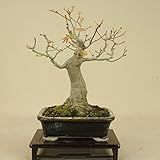 いよじ園 山モミジ（小品盆栽） 【雑木盆栽 紅葉】