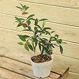 庭木・苗木：やんばるがんぴ（ヤンバルガンピ）室内で育てられます！