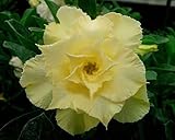 40 Fresh seedsアデニウム アラビカム オベスム 砂漠のバラ種子(40粒)塊根植物種子Adenium obesum Desert Roses seeds no399-Triple-Quee