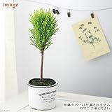 (観葉)ゴールドクレスト ウィルマ スタンダード仕立て 3号(1ポット) 本州・四国限定[生体]