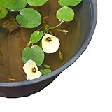 （ビオトープ／水辺植物）メダカのビオトープセット　ウォーターポピー＋ひめだか（鉢色：グレー） 本州・四国限定[生体]