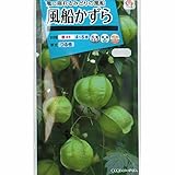 [タキイ 花タネ]風船かずら の種　5袋セット[フウセンカズラ　生育旺盛・緑のカーテンに 春まき] ノーブランド品