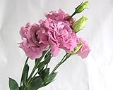 プリティマーメイド 生花 切花 切り花 トルコヤエP&R セレモニーピーチ ハンなど5本