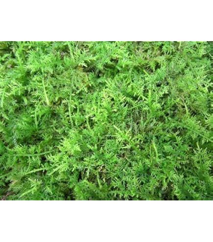 Amazon｜シノブゴケ（忍苔）【天然無農薬】1セット｜観葉植物