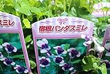 花苗　まとめ買い　宿根パンダスミレ　4ポットセット　3寸苗　送料込