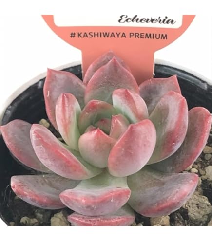 Amazon｜多肉植物 エケベリア 大苗 チワワエンシス錦 覆輪錦｜観葉植物