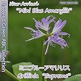 【限定】超希少！【幻の花】ミニブルーアマリリス5号