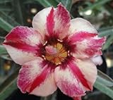 40 Fresh seedsアデニウム アラビカム オベスム 砂漠のバラ種子(40粒)塊根植物種子Adenium obesum Desert Roses seeds no215-NOEL
