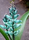 Lachenalia viridiflora - Turquoise Hyacinth - 5 seeds