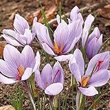 国華園　【メール便配送】サフラン 40球【※発送が国華園からの場合のみ正規品です】