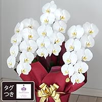 Amazon Co Jp 売れ筋ランキング 胡蝶蘭 の中で最も人気のある商品です