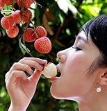 Lychee Subtropical Seasonal Fruit 10 Fresh Seeds litchi DIY Garden Fruti Bonsai Rare Sweet