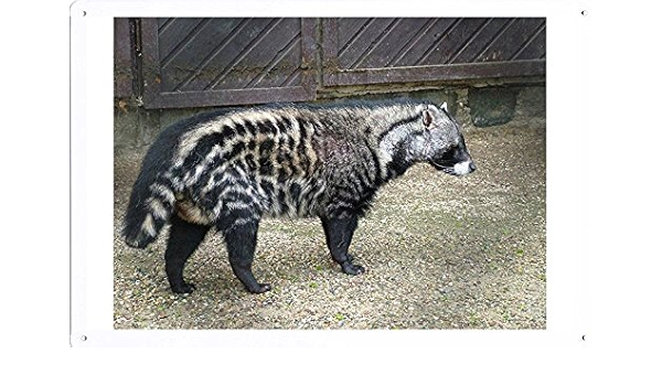 Amazon アフリカジャコウネコのティンサイン 金属看板 ポスター Tin Sign Metal Poster Of African Civet アートフレーム ポスター オンライン通販