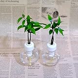 「良縁を結ぶ梛(ナギ)の木」と　カラフル容器　2セット　【土なし　清潔　水やり簡単　セラハイト】　梛の木は、「NHK大河ドラマ　女城主　直虎」で「愛しいものの無事を祈る木」「災いを避ける木」「良縁を結