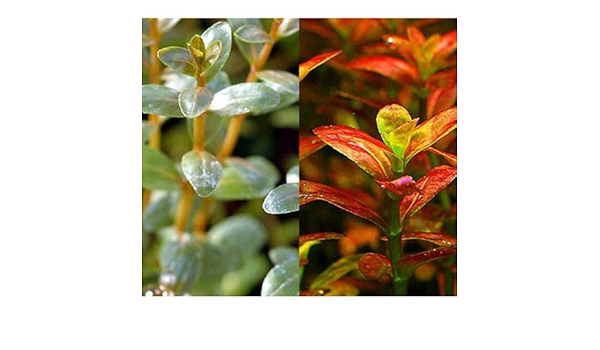 Amazon 水草 アラグアイア レッドロタラ 水上葉 無農薬 １０本 北海道航空便要保温 Charm チャーム 生体水草 通販