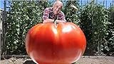 Pink Tomato Seeds Caramel Anti- Ty Virus 200 seeds Organic Vegetables 9