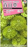 タキイ 百日草 ジャイアントライム 花 20粒