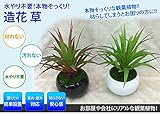 Stardust 【 インテリア 】 観葉 植物 リラックス 癒される リアル 浄化 ( 2番 ) SD-H-LJC-2