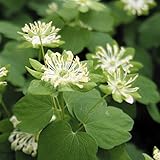 【山野草】梅花カラマツ「グリーンハリケーン」