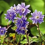 国華園　山野草　ミヤマオダマキ　菊咲　2株【※発送が国華園からの場合のみ正規品です】