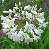 Agapanthus praecox ssp orientalis tall white - African lily - common agapanthus - lily of the Nile -