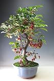 盆栽　姫りんご　実付き！　姫りんご（姫美好）の鉢植え盆栽【現品】
