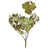 東京堂 ドライフラワー ナンキンハゼ (80g入) #グリーン FD000615