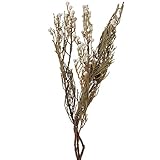 東京堂 ドライフラワー ブルニアスプレー (3本入り) ナチュラル DE018107