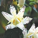 【山野草】ホトトギス「天の川」