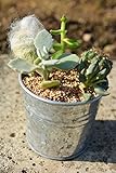 多肉植物 寄せ植えキット ブリキミニ