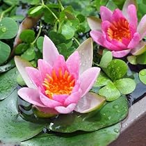 べーしーる様 姫睡蓮　水生植物　ポットのままお届けします Amazon.co.jp: （ビオトープ）睡蓮 姫睡蓮（ヒメスイレン） 赤（1