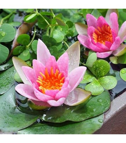 Amazon｜台湾白玉レンブ 取木苗木(小) 蓮霧｜観葉植物 オンライン通販