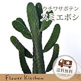 観葉植物 スミエボシ 茶バナナカゴ付き サボテン 墨烏帽子