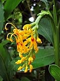 Yellow dancing ladies ginger Globba winitii 10 Seeds ThailandMrk