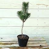 庭木苗：寿松（ことぶきまつ）