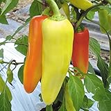 【メール便配送】　国華園　野菜たね　ピーマン　F1サミーRZ　1袋(10粒)【※発送が国華園からの場合のみ正規品です】