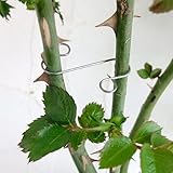 [かんたん誘引材]ローズフック　4cm　60個セット[バラの枝の誘引に]