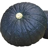 国華園　実生野菜苗　カボチャ F1極王かぼちゃ 2株【※発送が国華園からの場合のみ正規品です】