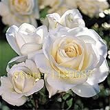 200 pcs white and yellow edge rose seeds bonsai flower rose show your love to lover best gift ,Pure 