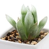 (観葉)ハオルチア ベヌスタ 'ALEXANDRIA' 陶器鉢植え ～ダイスS WH～ 受け皿付 本州・四国限定[生体]