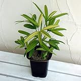 斑入りカンノンチク：綾錦(あやにしき)4号鉢植え[福を呼ぶ植物]
