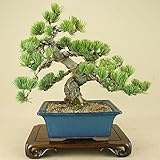 いよじ園 五葉松 宮島（中品盆栽）（松柏盆栽）