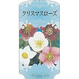 【ラベル のみ】【1000枚】 AC 1型 クリスマスローズ KURISUM-001 ポリポット用 名札 アンドウケミカル カ施 代不