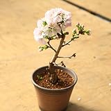 桜盆栽：八重桜(イブシ反鉢　萬古焼）*